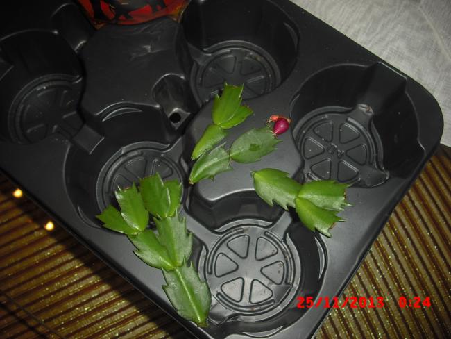 Name:  CIMG5095.jpg
Views: 630
Size:  45.8 KB