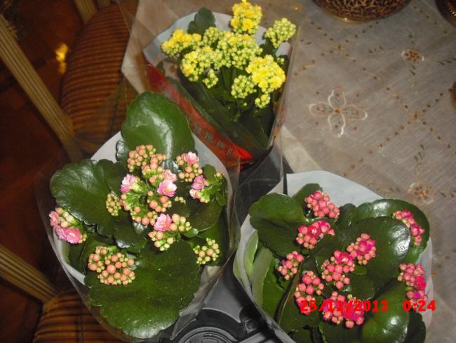 Name:  CIMG5094.jpg
Views: 654
Size:  52.8 KB