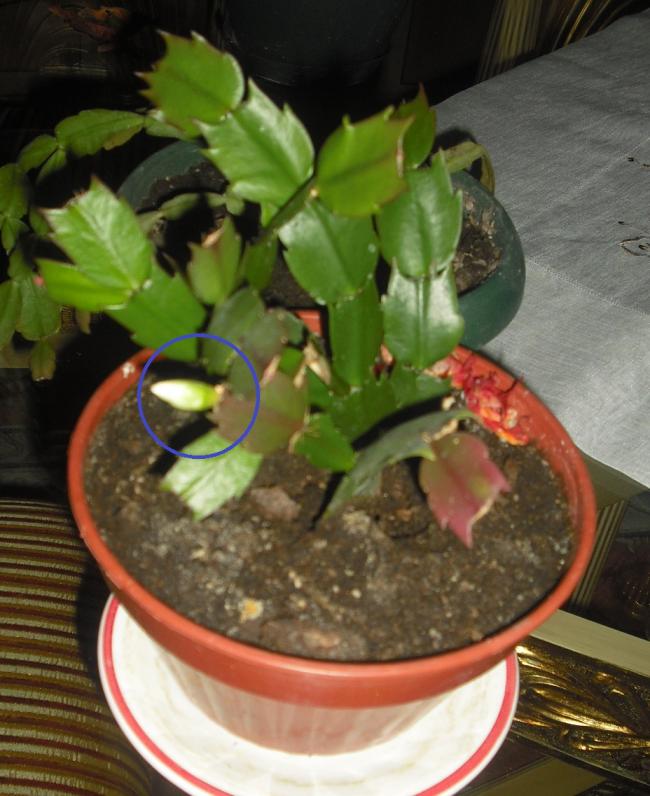 Name:  CIMG5091.jpg
Views: 998
Size:  66.4 KB