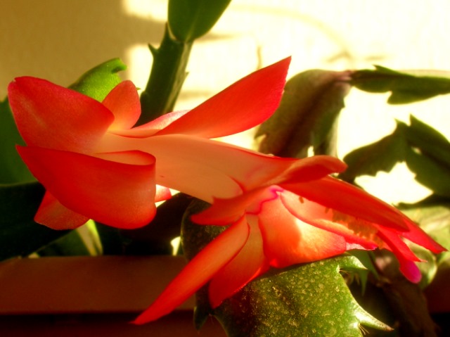 Name:  DSCN4553.jpg
Views: 949
Size:  69.3 KB