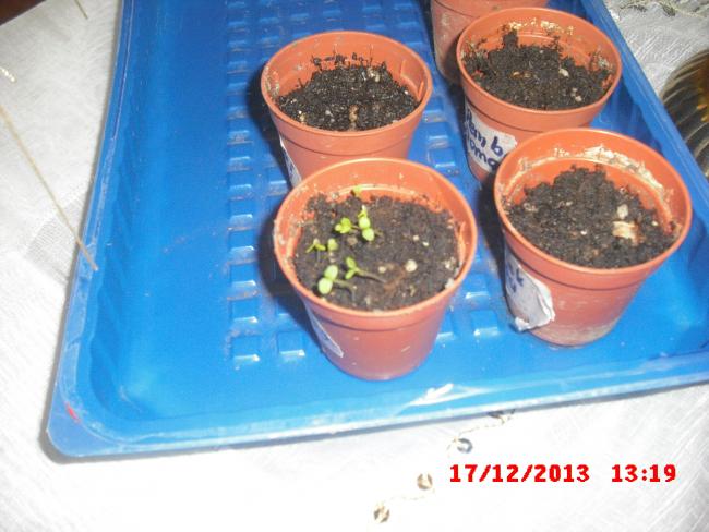 Name:  CIMG5274.jpg
Views: 593
Size:  46.8 KB