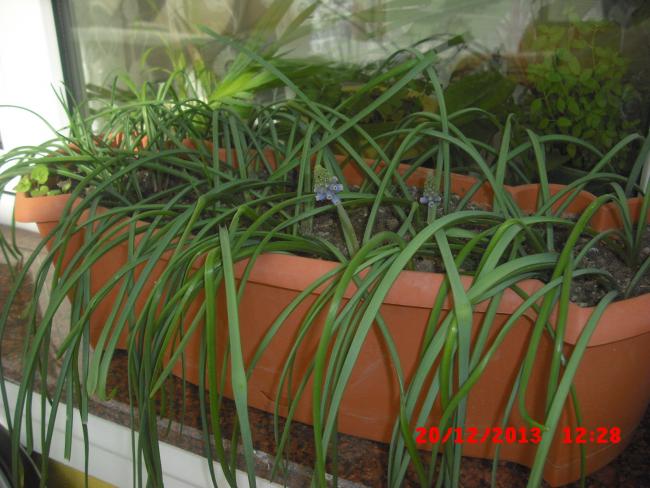 Name:  CIMG5338.jpg
Views: 690
Size:  51.6 KB