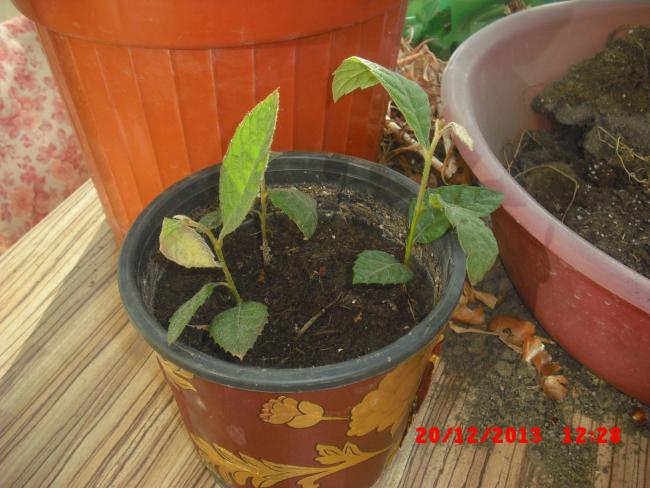 Name:  CIMG5337.jpg
Views: 653
Size:  50.1 KB