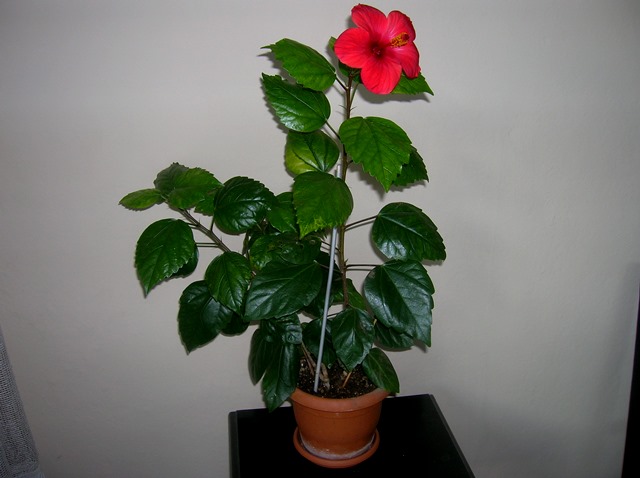 Name:  DSCN4560.jpg
Views: 931
Size:  64.2 KB