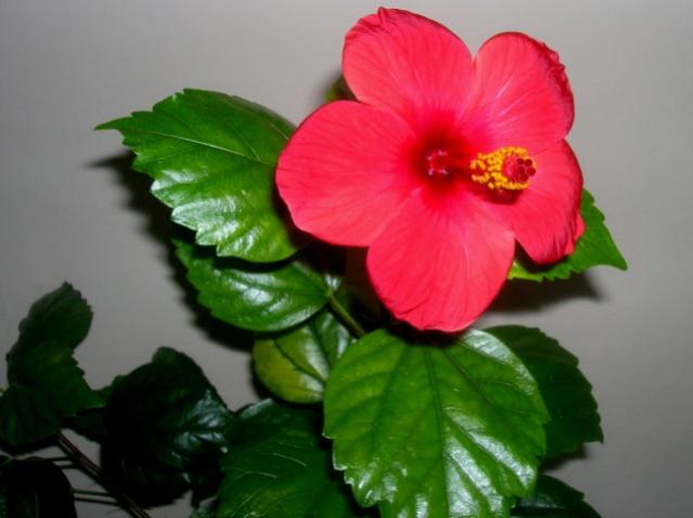 Name:  DSCN4562.jpg
Views: 900
Size:  30.6 KB