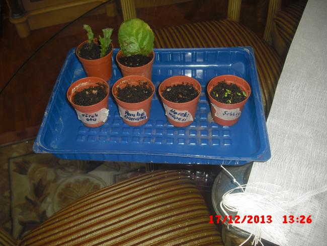 Name:  CIMG5281.jpg
Views: 567
Size:  49.6 KB