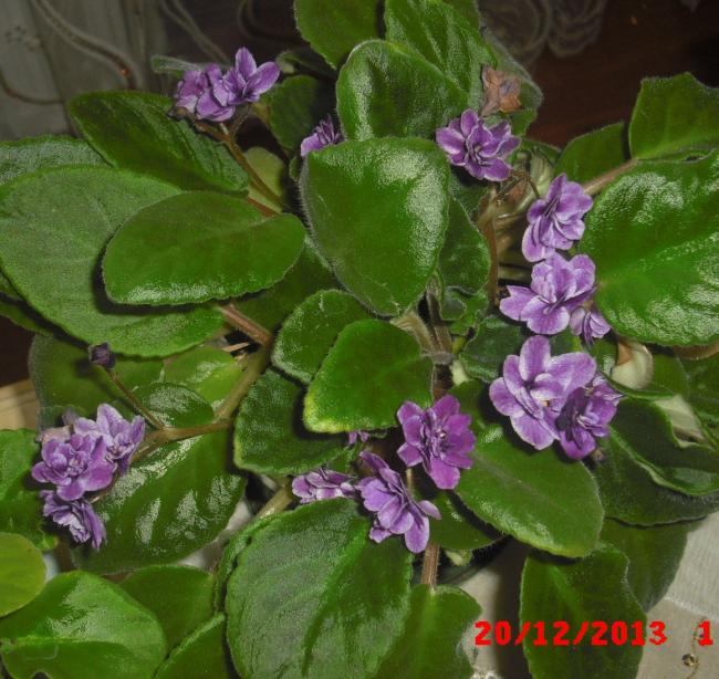 Name:  CIMG5345.jpg
Views: 562
Size:  67.2 KB