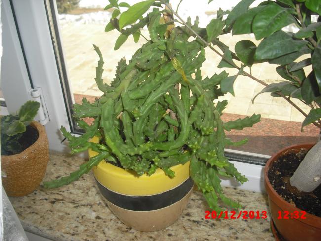 Name:  CIMG5349.jpg
Views: 549
Size:  57.8 KB