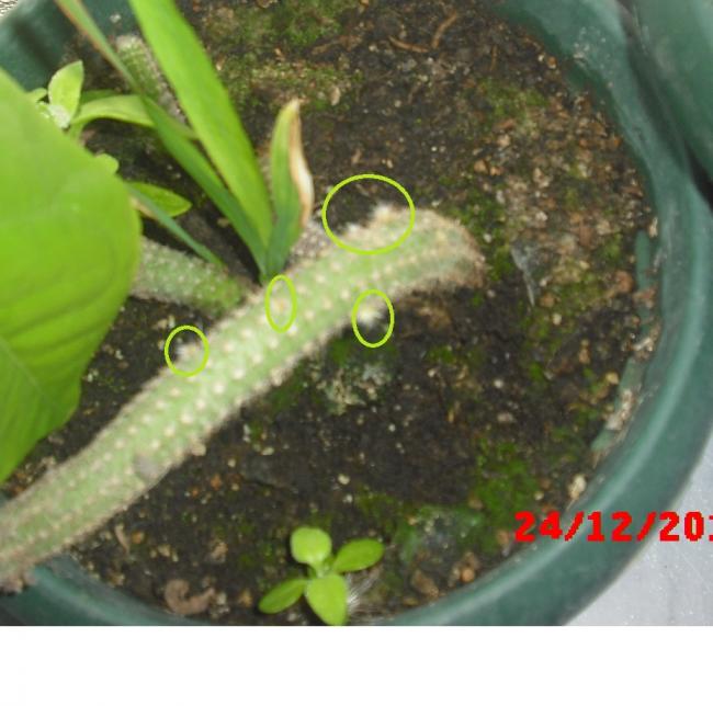 Name:  CIMG5355.jpg
Views: 530
Size:  50.0 KB