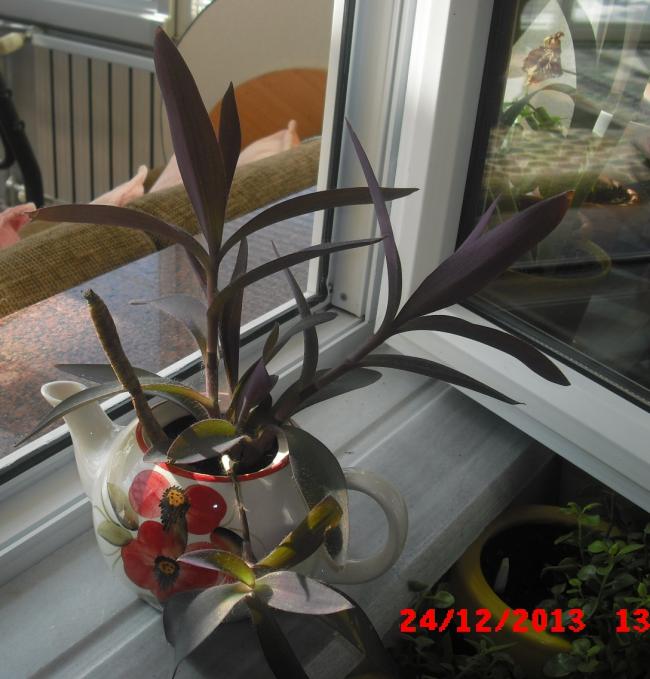 Name:  CIMG5360.jpg
Views: 1110
Size:  57.9 KB