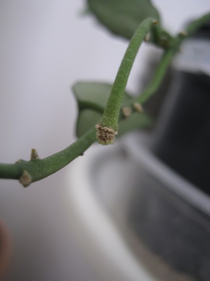 Name:  H.Lacunosa 23 Aralk.jpg
Views: 4572
Size:  54.3 KB