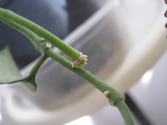 Name:  H.lacunosa 26 Aralk.jpg
Views: 4677
Size:  45.6 KB
