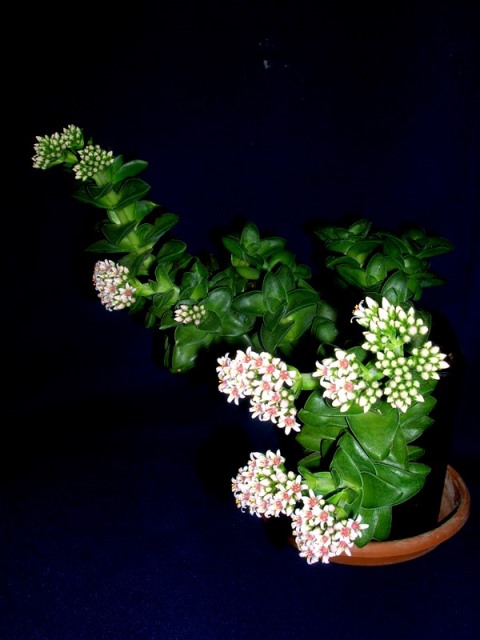 Name:  DSCN4571.jpg
Views: 1055
Size:  62.0 KB