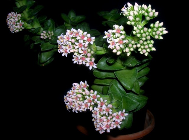 Name:  DSCN4572.jpg
Views: 1070
Size:  69.1 KB