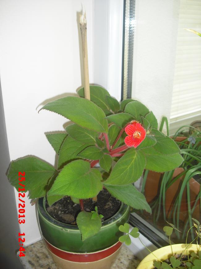 Name:  CIMG5361.jpg
Views: 527
Size:  58.6 KB