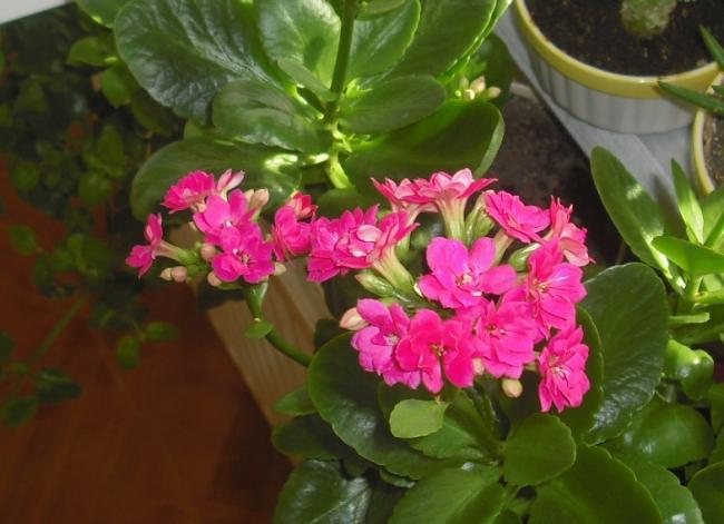 Name:  CIMG5367.jpg
Views: 519
Size:  42.4 KB