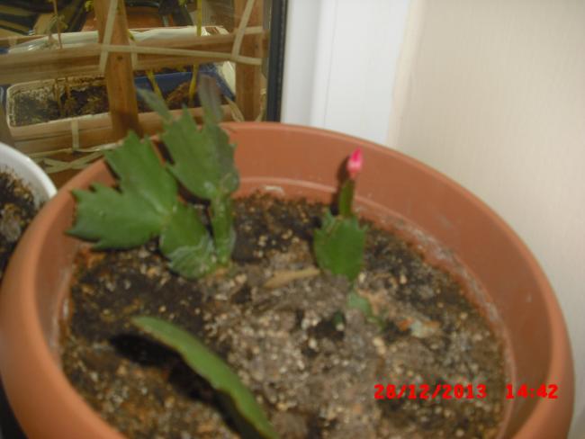 Name:  CIMG5368.jpg
Views: 518
Size:  32.2 KB