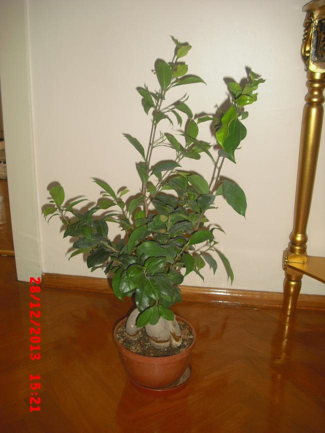 Name:  CIMG5381.jpg
Views: 512
Size:  55.8 KB