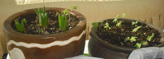 Name:  CIMG5390.jpg
Views: 507
Size:  24.7 KB