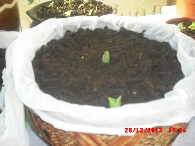 Name:  CIMG5391.jpg
Views: 505
Size:  34.9 KB