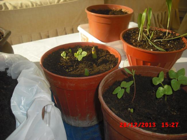 Name:  CIMG5392.jpg
Views: 491
Size:  41.5 KB