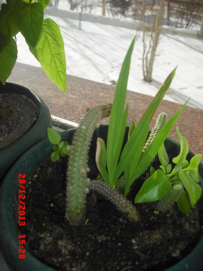 Name:  CIMG5394.jpg
Views: 563
Size:  67.2 KB