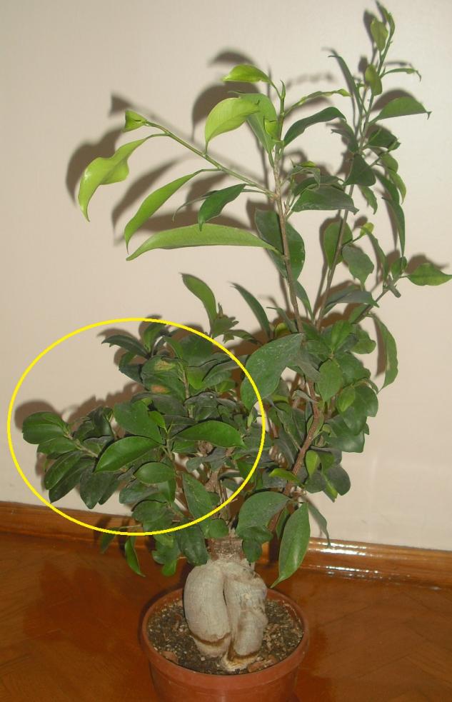 Name:  CIMG5380.jpg
Views: 522
Size:  70.8 KB