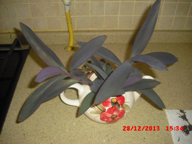 Name:  CIMG5402.jpg
Views: 506
Size:  39.3 KB