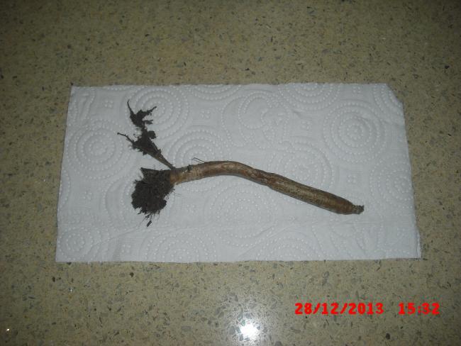 Name:  CIMG5400.jpg
Views: 975
Size:  42.0 KB