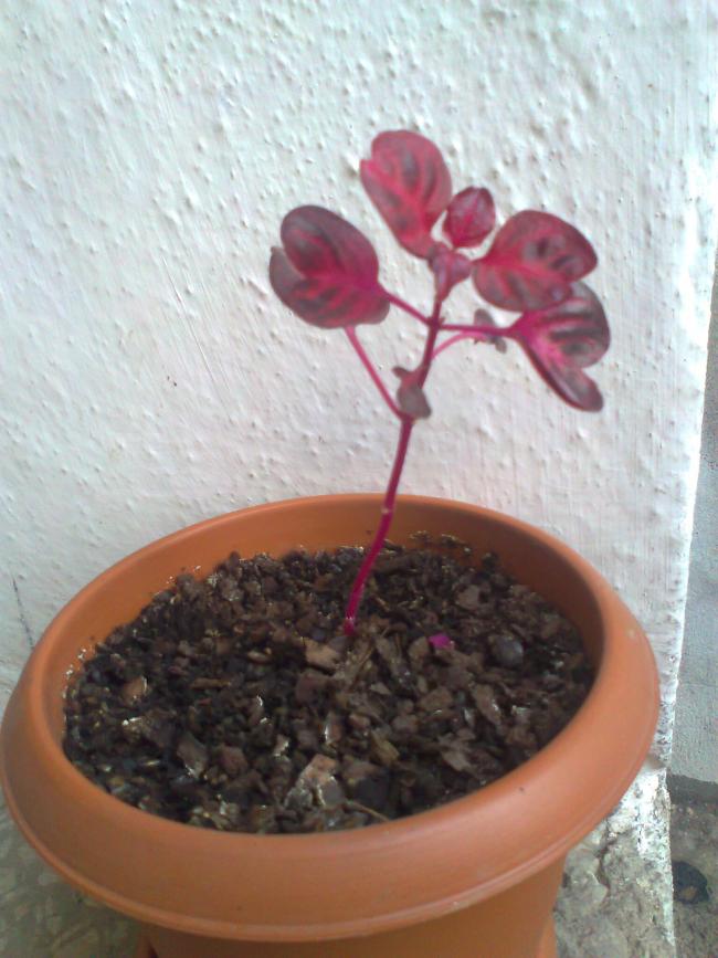 Name:  Fotoraf1095.ingene.jpg
Views: 1790
Size:  67.0 KB