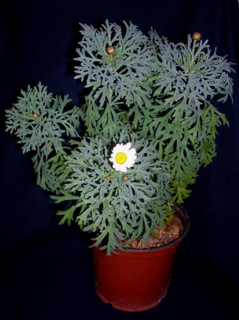 Name:  DSCN4581.jpg
Views: 849
Size:  45.5 KB