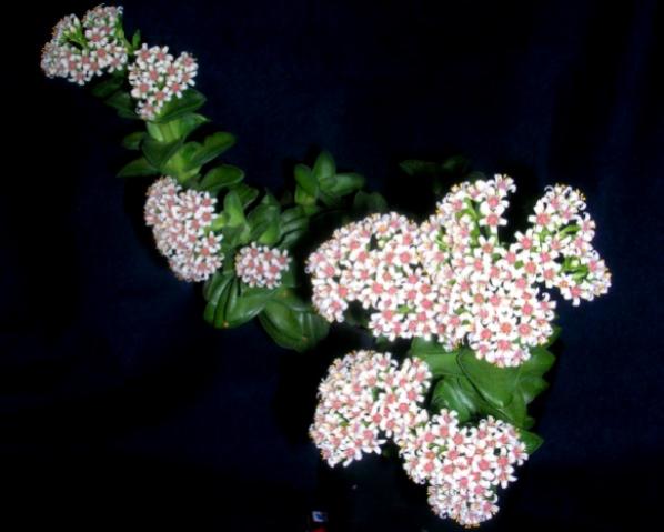 Name:  DSCN4583.jpg
Views: 844
Size:  32.3 KB
