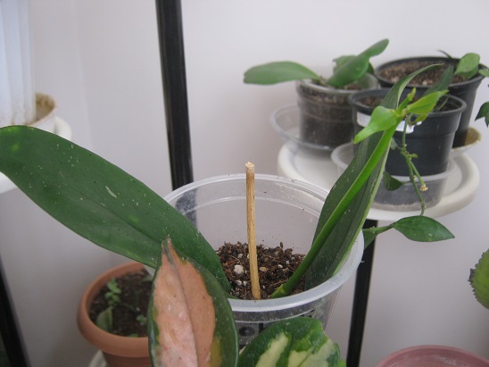 Name:  hoya lobbi.jpg
Views: 4805
Size:  64.6 KB
