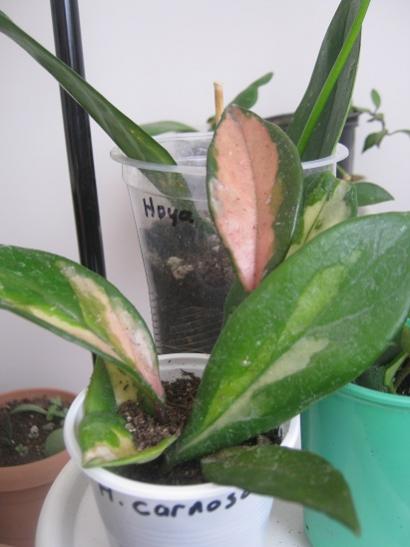 Name:  h. c. tricolor.jpg
Views: 4708
Size:  27.9 KB
