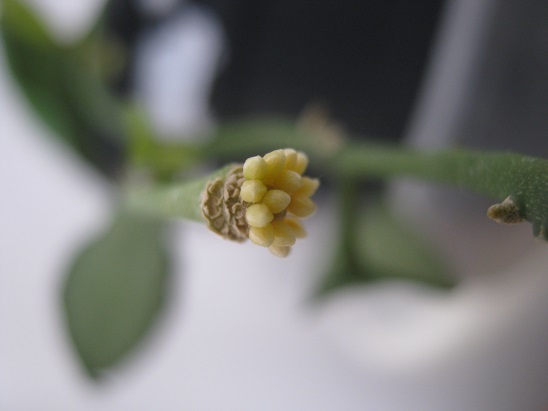 Name:  h. lacunosa.jpg
Views: 4447
Size:  38.0 KB