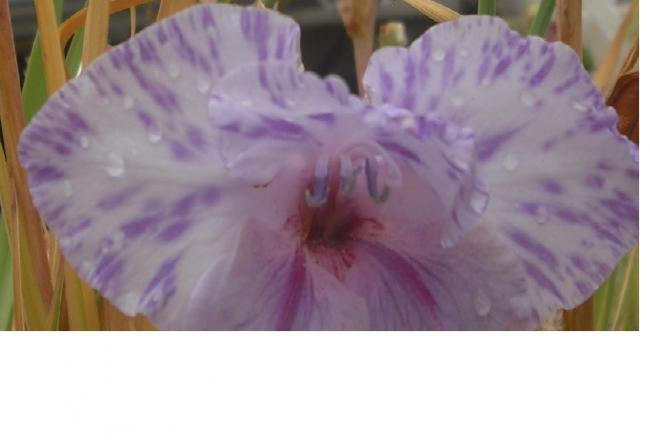 Name:  g illi.jpg
Views: 443
Size:  23.8 KB