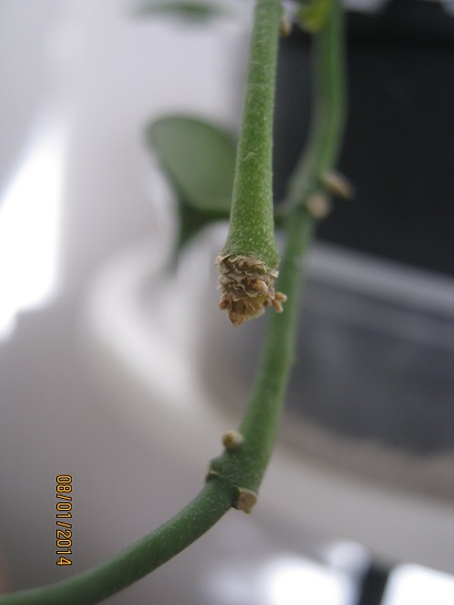 Name:  h. lacunosa.jpg
Views: 5694
Size:  57.1 KB