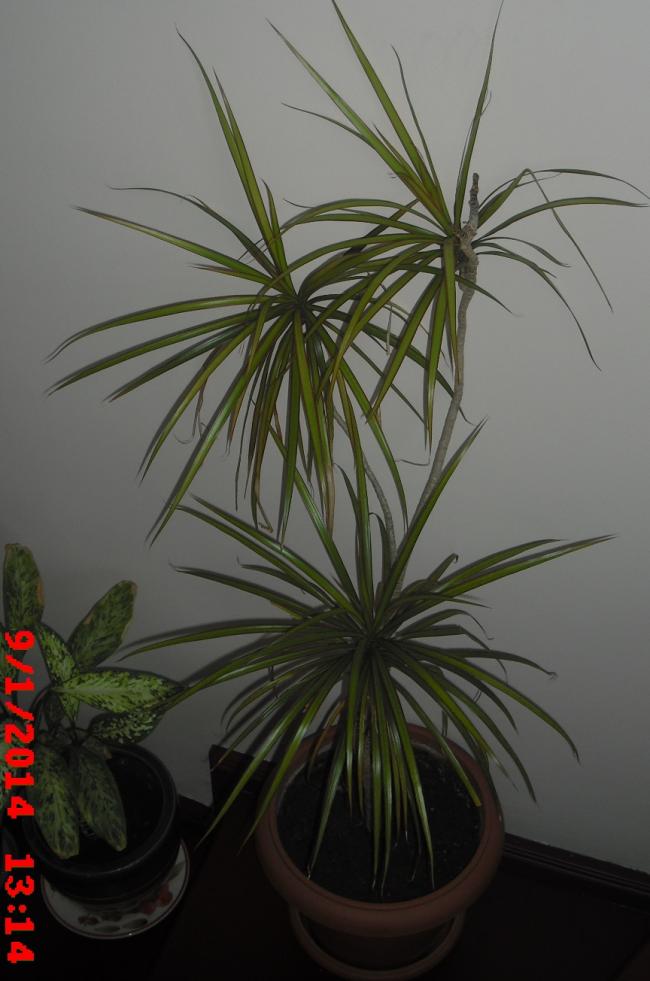 Name:  CIMG5488.jpg
Views: 561
Size:  61.8 KB