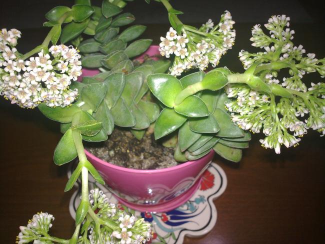 Name:  060120145969.jpg
Views: 616
Size:  58.8 KB