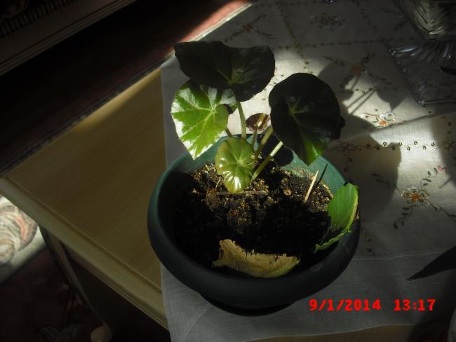 Name:  CIMG5503.jpg
Views: 813
Size:  33.6 KB