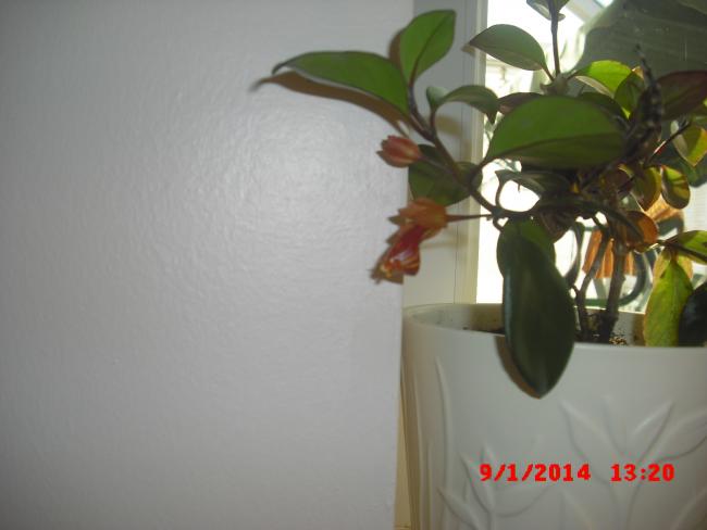 Name:  CIMG5515.jpg
Views: 950
Size:  26.8 KB