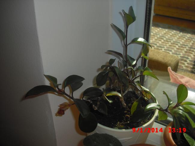 Name:  CIMG5510.jpg
Views: 500
Size:  31.5 KB