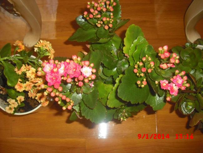 Name:  CIMG5499.jpg
Views: 569
Size:  51.5 KB