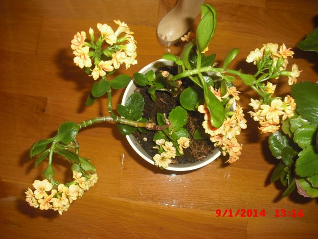 Name:  CIMG5500.jpg
Views: 546
Size:  51.8 KB
