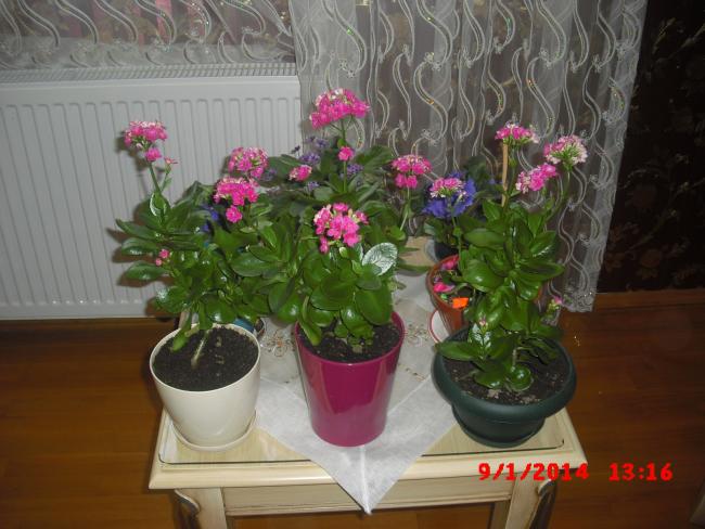 Name:  CIMG5501.jpg
Views: 546
Size:  48.4 KB