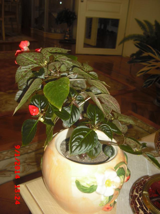Name:  CIMG5527.jpg
Views: 531
Size:  70.1 KB