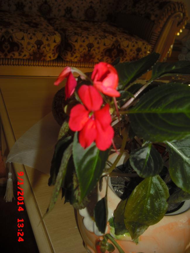 Name:  CIMG5528.jpg
Views: 504
Size:  55.3 KB