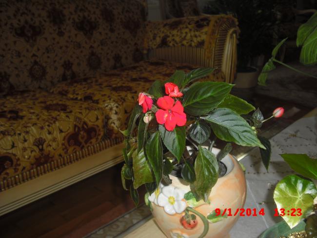 Name:  CIMG5526.jpg
Views: 516
Size:  43.5 KB