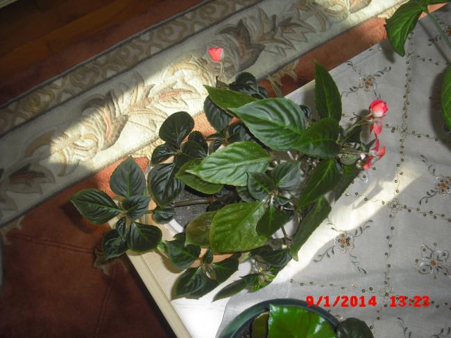 Name:  CIMG5524.jpg
Views: 544
Size:  50.6 KB