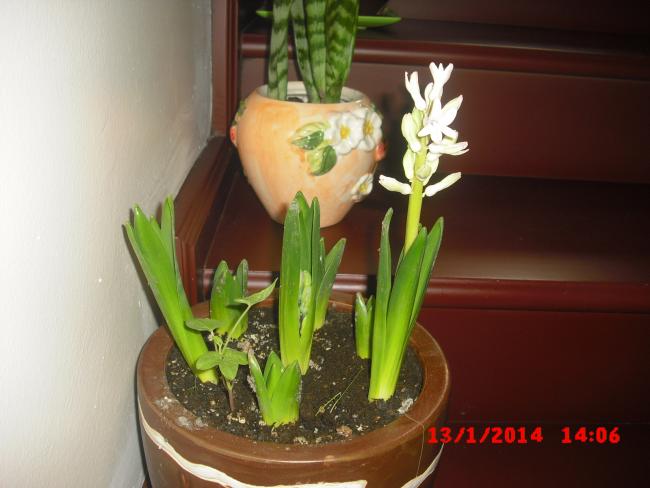 Name:  CIMG5545.jpg
Views: 458
Size:  36.5 KB